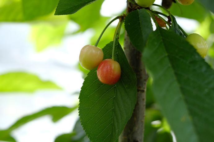 valier-ciliegie-frutto-maturazione