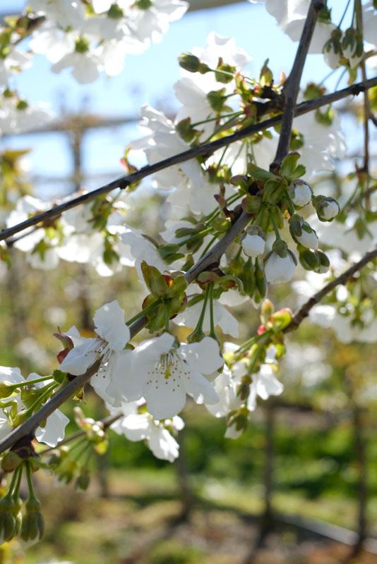 valier-fioritura ciliegio
