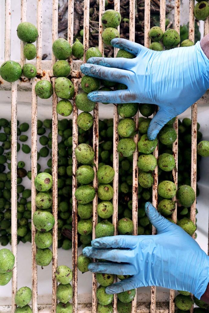 Noci Verdi - Nocino - cernita -Azienda Agricola Valier - raccolta noci verdi